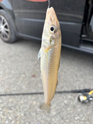 キスの釣果