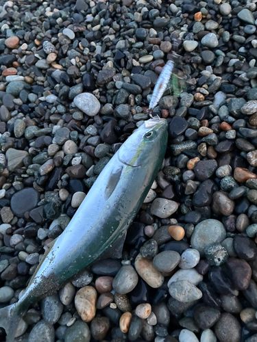 ツバスの釣果