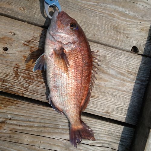 マダイの釣果