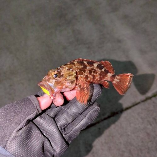 メバルの釣果