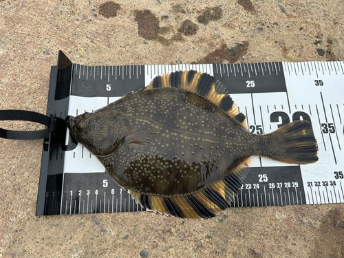 カワガレイの釣果