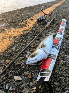 マサバの釣果