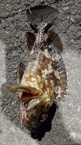 ガシラの釣果