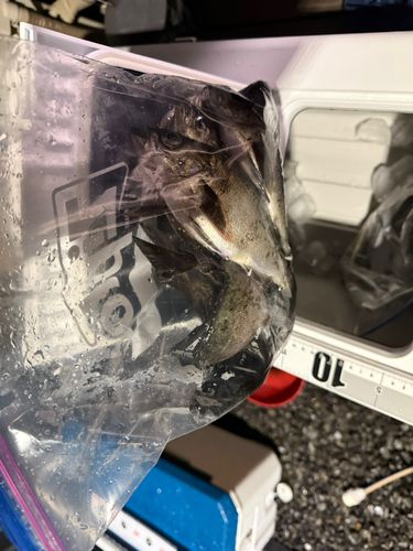 クロメバルの釣果