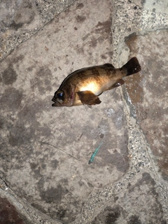 クロメバルの釣果