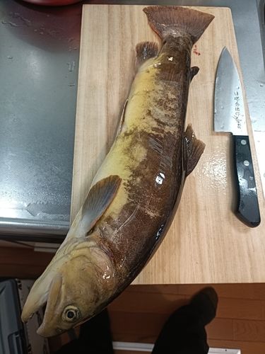 イワナの釣果