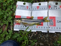 カワムツの釣果