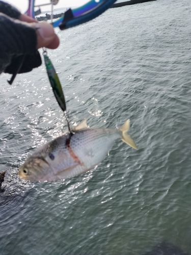 コノシロの釣果