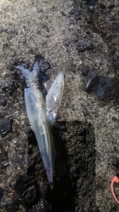 ヤリイカの釣果