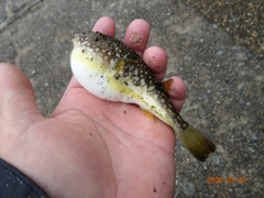 コモンフグの釣果