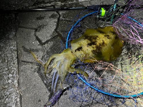 アオリイカの釣果