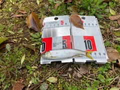 オイカワの釣果