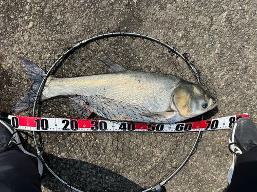 ハクレンの釣果