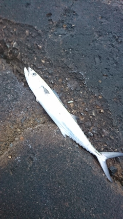 サゴシの釣果