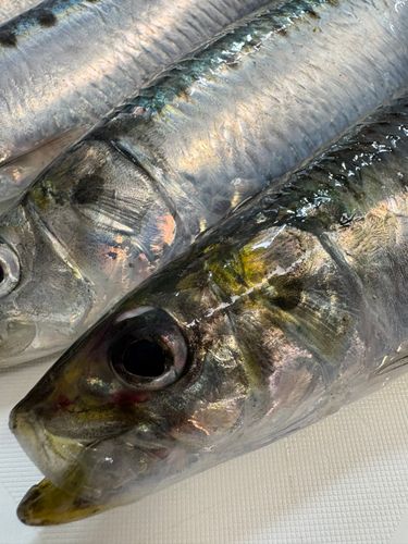 イワシの釣果