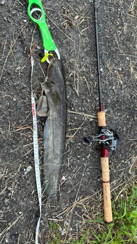 ナマズの釣果