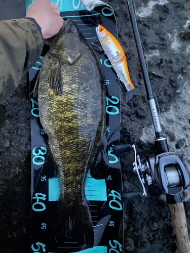 スモールマウスバスの釣果