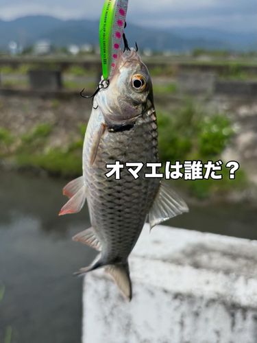 釣果