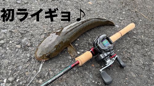 ライギョの釣果