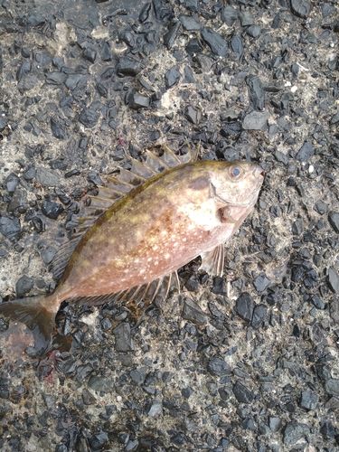 アイゴの釣果