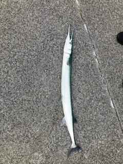 オキザヨリの釣果