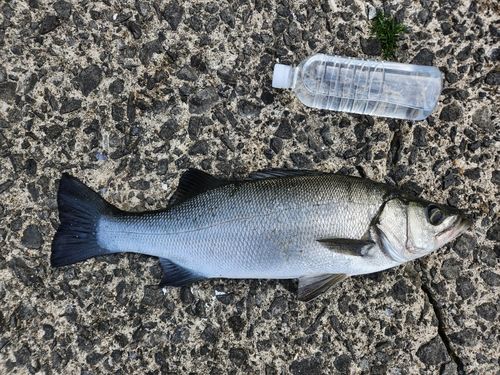 ヒラスズキの釣果