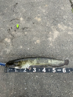 マナマズの釣果