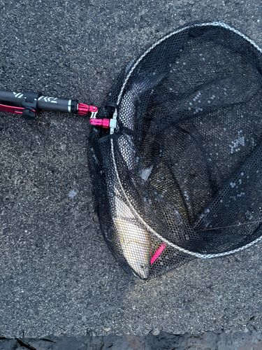 アメマスの釣果