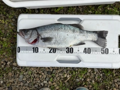 ヒラスズキの釣果