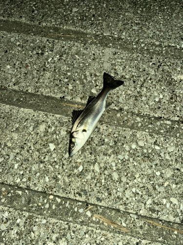 セイゴ（マルスズキ）の釣果
