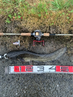 ナマズの釣果