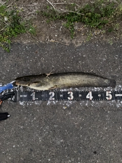 マナマズの釣果