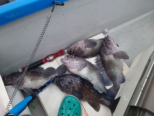 マゾイの釣果