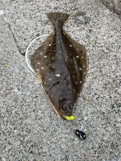 イシガレイの釣果