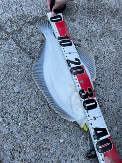 イシガレイの釣果