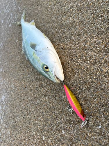 イナダの釣果