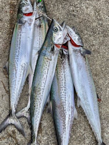 サゴシの釣果
