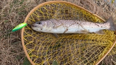 アメマスの釣果