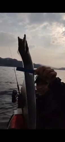タチウオの釣果