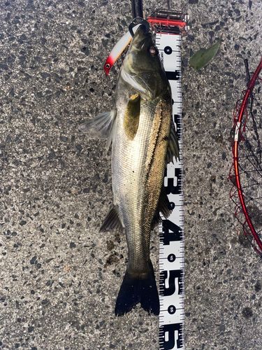 シーバスの釣果