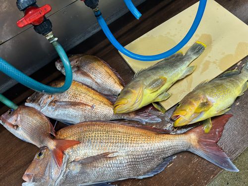 マダイの釣果