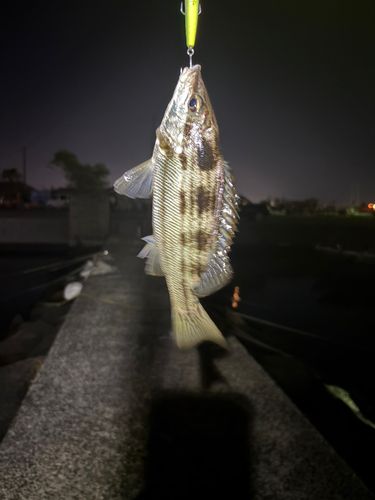 コトヒキの釣果