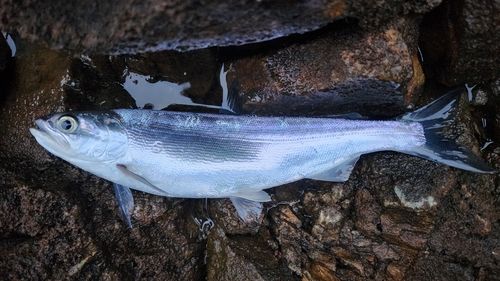 ヒメマスの釣果