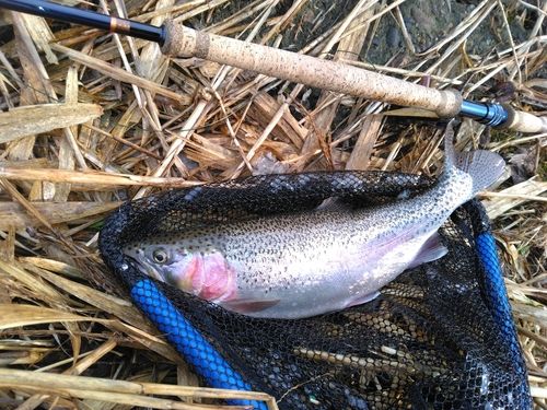 ニジマスの釣果