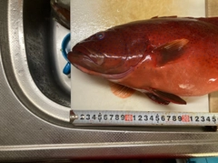 アカジンミーバイの釣果