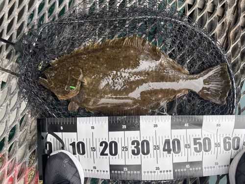 ヒラメの釣果