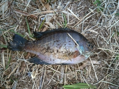 ブルーギルの釣果