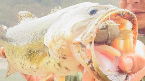 ブラックバスの釣果
