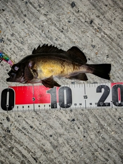 アオメバルの釣果