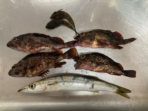 カサゴの釣果